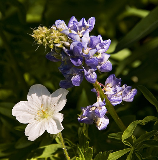 geranium and lupine wildflowers